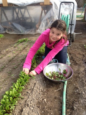 La belle Elsa éclaircie les betteraves en serre